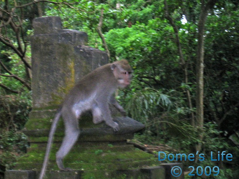 Monkey Forest 02