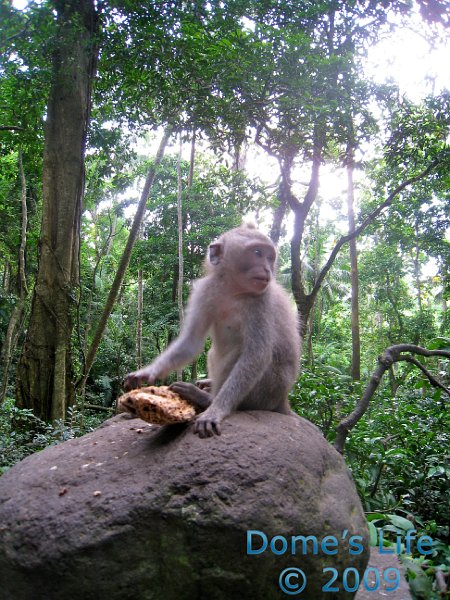 Monkey Forest 08