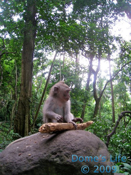 Monkey Forest 09