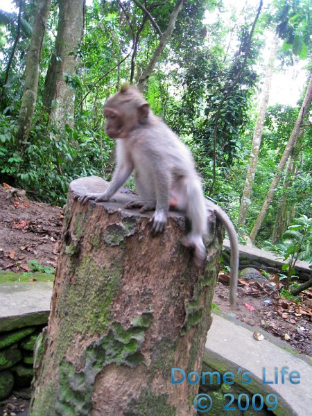 Monkey Forest 13