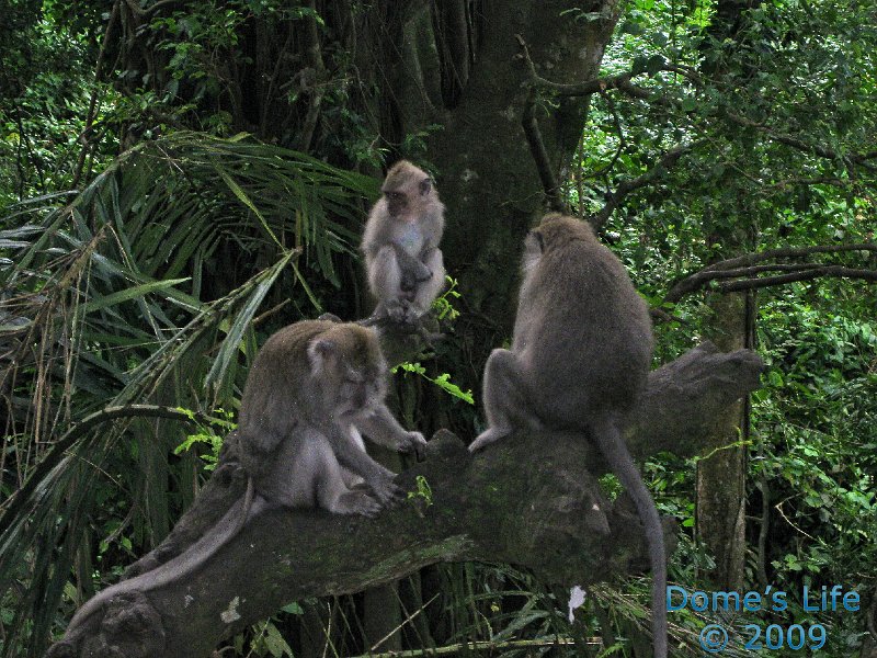 Monkey Forest 18