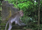 Monkey_Forest_02.jpg