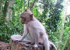 Monkey_Forest_13.jpg