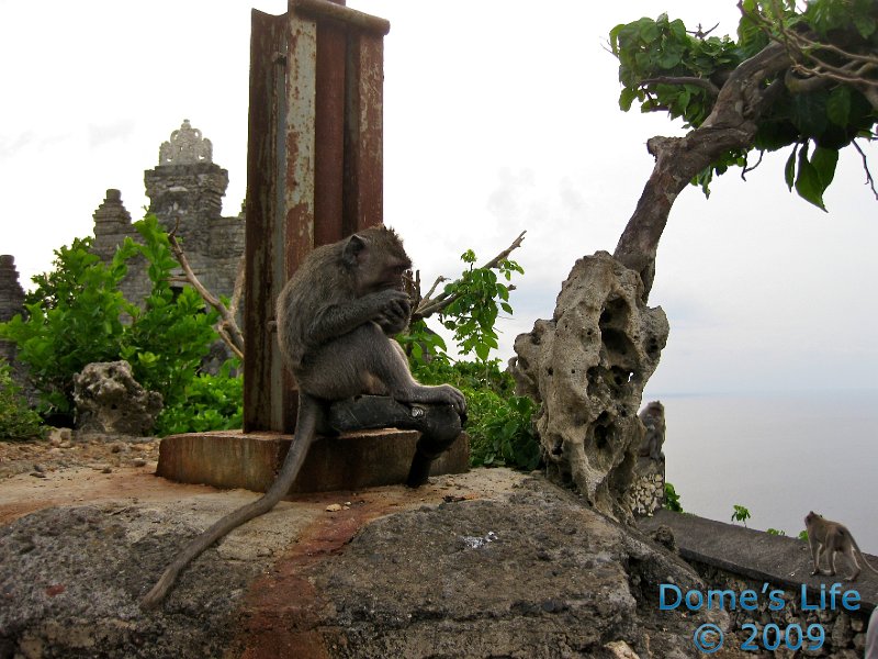 Uluwatu Monkey Temple 17