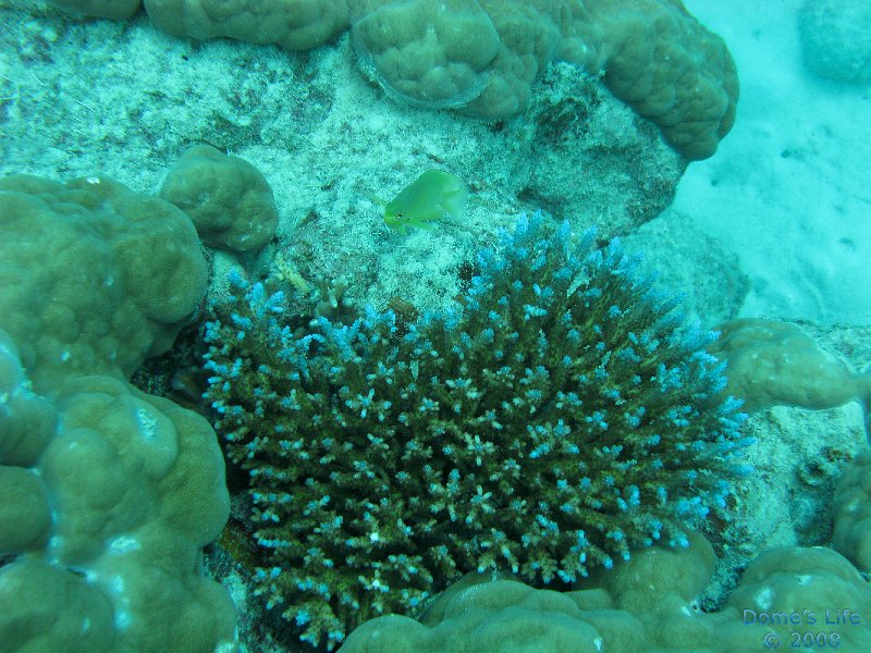 Grande Barriera Corallina 144