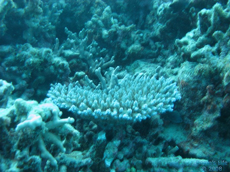 Grande Barriera Corallina 153