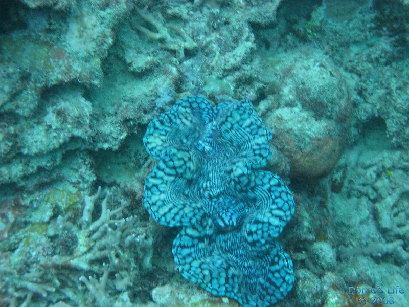 Grande Barriera Corallina 155