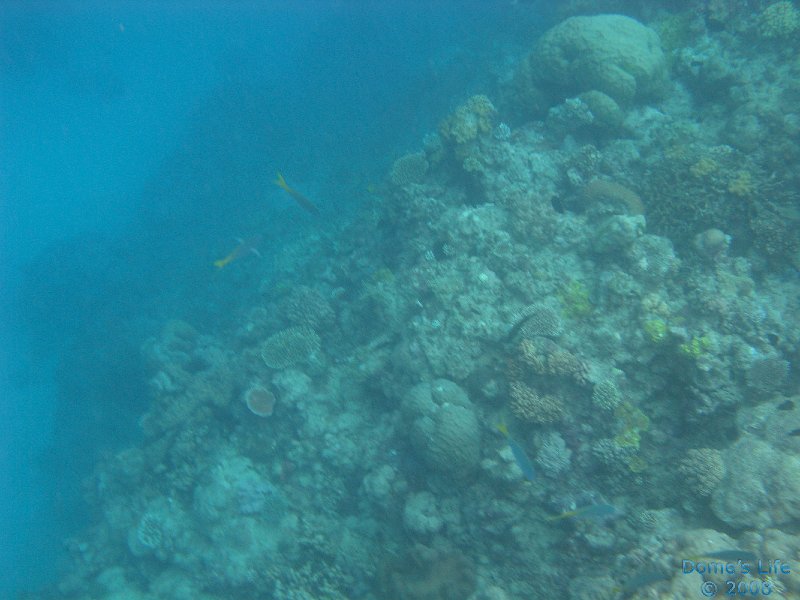 Grande Barriera Corallina 21