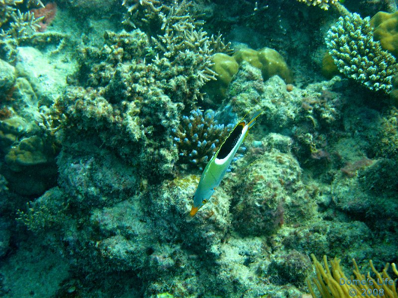 Grande Barriera Corallina 42