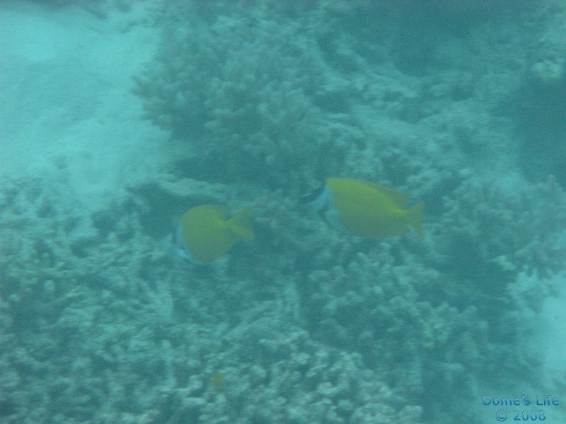 Grande Barriera Corallina 63