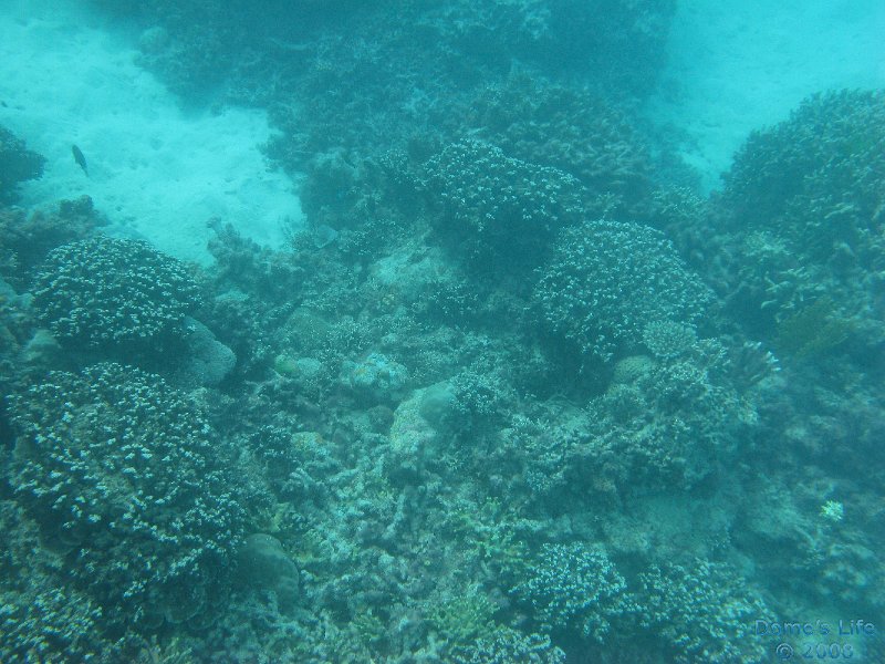 Grande Barriera Corallina 72