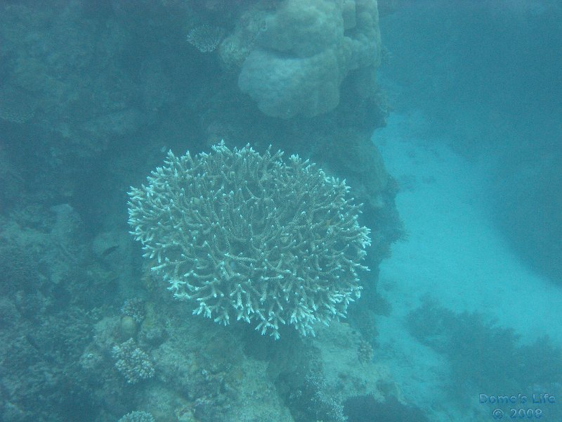 Grande Barriera Corallina 75