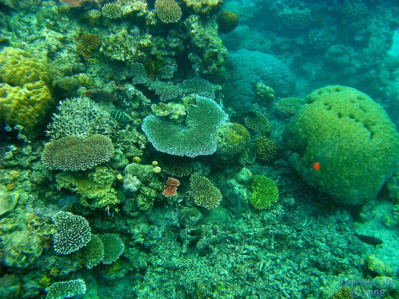 Grande Barriera Corallina 78