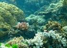 Grande Barriera Corallina_09.jpg