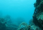Grande Barriera Corallina_142.jpg