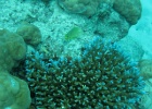 Grande Barriera Corallina_144.jpg