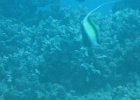Grande Barriera Corallina_154.jpg