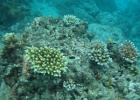 Grande Barriera Corallina_159.jpg