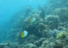 Grande Barriera Corallina_160.jpg