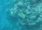 Grande Barriera Corallina_174.jpg
