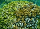 Grande Barriera Corallina_175.jpg