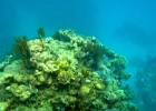 Grande Barriera Corallina_177.jpg