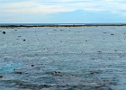 Grande Barriera Corallina_186.jpg