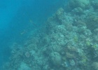 Grande Barriera Corallina_21.jpg