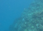 Grande Barriera Corallina_22.jpg