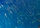 Grande Barriera Corallina_27.jpg