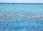 Grande Barriera Corallina_29.jpg