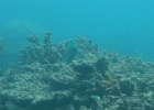 Grande Barriera Corallina_30.jpg