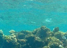 Grande Barriera Corallina_56.jpg