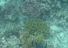 Grande Barriera Corallina_64.jpg