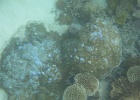 Grande Barriera Corallina_76.jpg