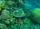 Grande Barriera Corallina_78.jpg