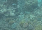 Grande Barriera Corallina_79.jpg