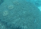 Grande Barriera Corallina_81.jpg