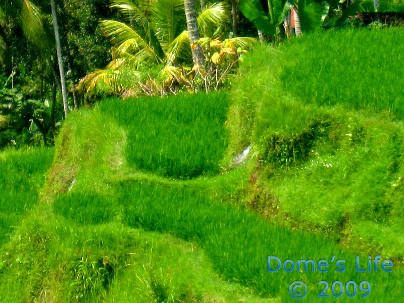 Rice paddies 5