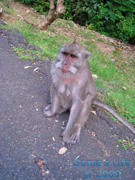 Uluwatu Monkey Temple 05