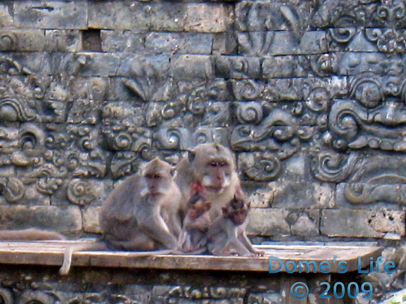 Uluwatu Monkey Temple 15
