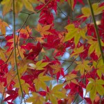 Marple leaves - Autumn in Japan